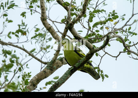 Il pompadour green pigeon (Treron sp.) è un complesso di piccione in genere Treron. È diffusa nelle foreste del sud asia Foto Stock