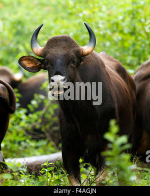 Il gaur (Bos gaurus), chiamato anche il bisonte indiano, è il più grande extant bovini, nativo di Asia del Sud e del sud-est asiatico. Foto Stock