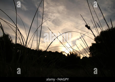 Tramonto a Mar de las Pampas Foto Stock