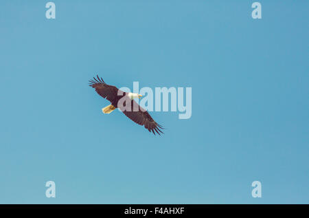 Eagle Foto Stock