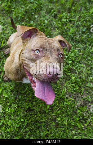 Carina pitbull Foto Stock