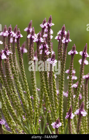 Verbena Foto Stock