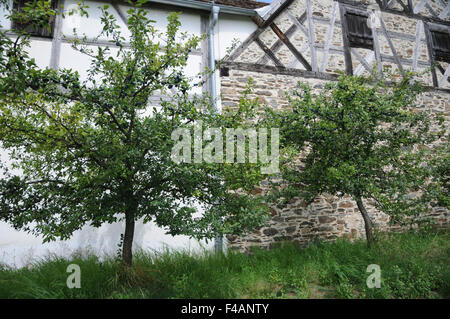 Prugna di susina selvatica Foto Stock