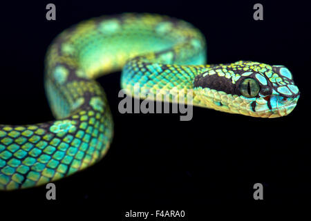 Il governo dello Sri Lanka rattlesnakes (Trimeresurus trigonecephalus) Foto Stock