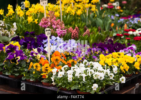 Blumen auf dem Markt, fiori su un mercato Foto Stock