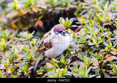 Il Giappone. Close up di un maschio Eurasian Tree Sparrow (Passer montanus) appollaiato sul ramo. Foto Stock