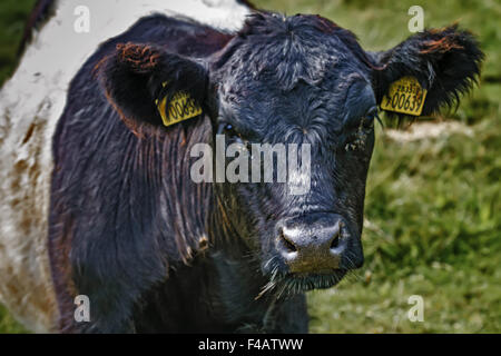 Belted Galloway bovini REGNO UNITO Foto Stock