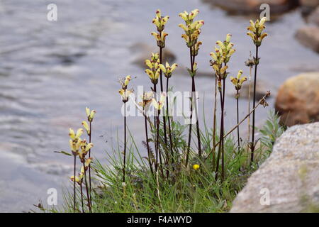 Moor-re Lousewort Foto Stock