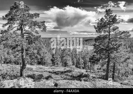 Paesaggio in Skuleskogen NP, Costa Alta, Svezia Foto Stock