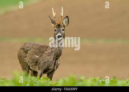 Capriolo Foto Stock