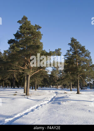 Alberi di pino nella foresta di inverno Foto Stock