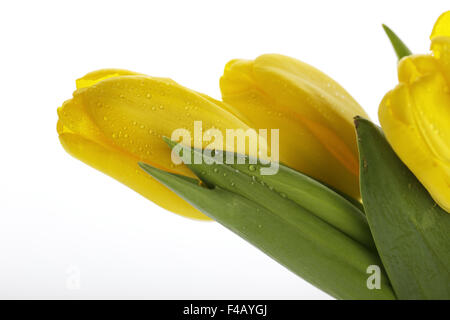 Tulipani gialli con gocce di rugiada Foto Stock