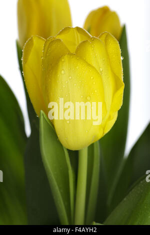 Tulipani gialli con gocce di rugiada Foto Stock