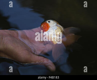 Il goldfish Lionhead Foto Stock