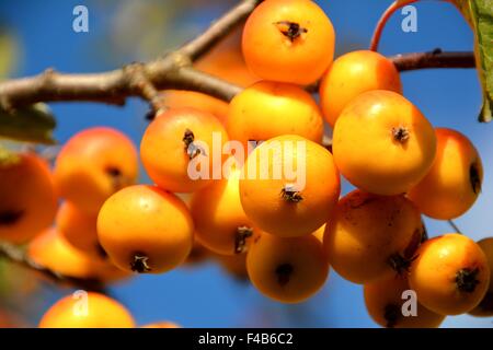 Frutti di una pianta ornamentale melo Foto Stock