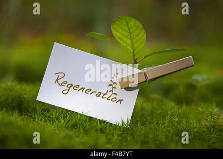 "Rigenerazione su carta con una piantina Foto Stock