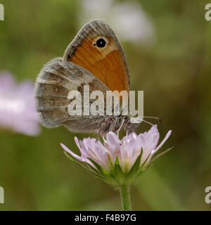 Coenonympha pamphilus, Small Heath Butterfly Foto Stock