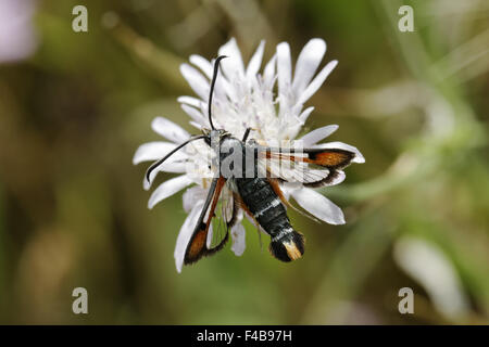 Pyropteron chrysidiforme, Fiery Clearwing Foto Stock