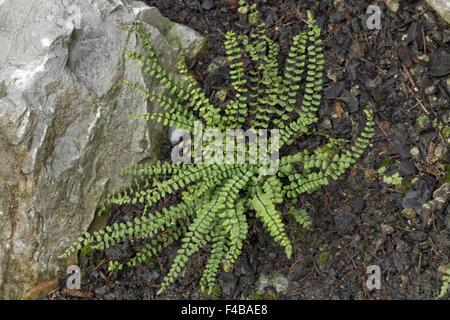 Asplenium trichomanes, Maidenhair Spleenwort Foto Stock