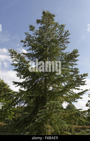 Abies amabilis, Pacific Abete bianco Foto Stock