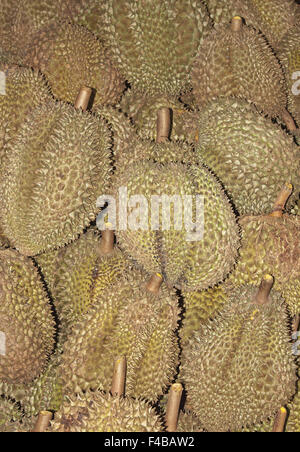 Durian Foto Stock