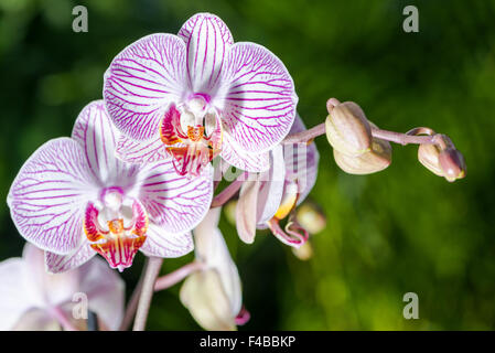 Bianco e viola a fiori di orchidea (phalaenopsis) sono blooming Foto Stock