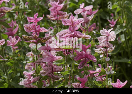 La Salvia viridis Rosa Domenica, salvia Foto Stock