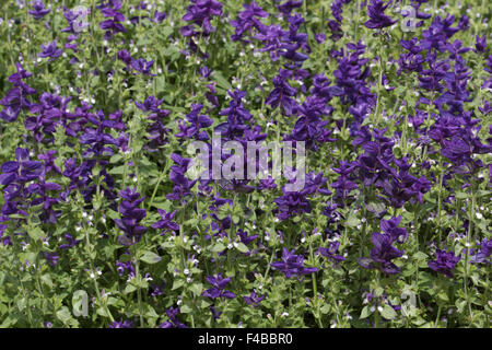 La Salvia viridis Blue Lunedì, salvia sclarea Foto Stock