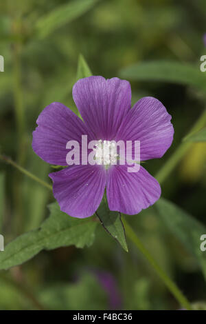 Anoda cristata, spronato Anoda, Crested Anoda Foto Stock