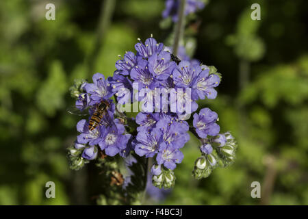 Phacelia congesta, Scorpionweed, eliotropio Foto Stock