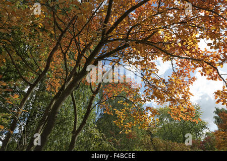 Amelanchier lamarckii, Juneberry in autunno Foto Stock