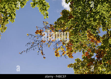 Faggeta in autunno, Bassa Sassonia, Germania Foto Stock