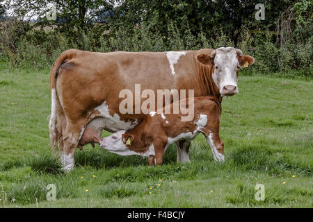 Alimentazione di vitello da latte di mucca Berkshire REGNO UNITO Foto Stock