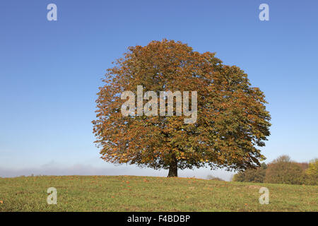 Conker tree (Aesculus) in autunno, Germania Foto Stock