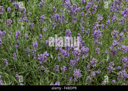 Lavendula angustifolia Lavendet comune Foto Stock