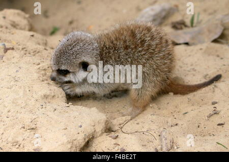 I capretti South African Meerkat (Suricata suricatta) esplorare Foto Stock