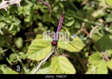 Sympetrum fonscolombii, rosso-venato Darter Foto Stock