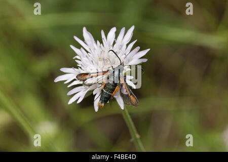 Pyropteron chrysidiforme, Fiery Clearwing Foto Stock