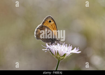 Coenonympha pamphilus, Small Heath Butterfly Foto Stock