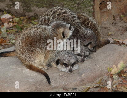 Gruppo di South African Meerkats (Suricata suricatta) huddling insieme nel freddo dell'inverno Foto Stock