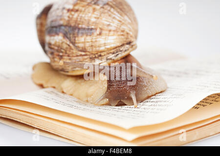 Close-up della lumaca in movimento lungo prenota Foto Stock