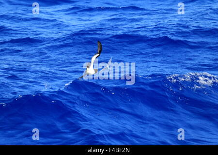 Brown Booby (Sula leucogaster) in Giappone Foto Stock