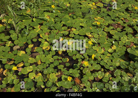 Nymphoides peltata, frange giglio di acqua Foto Stock