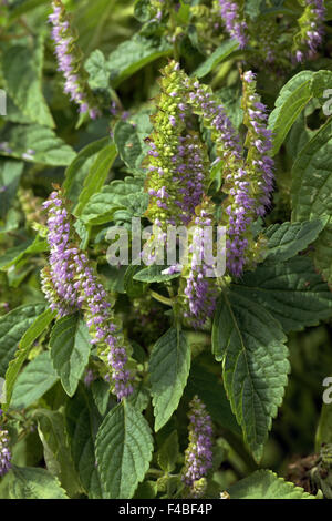 Teucrium chamaedrys, Wall Germander Foto Stock