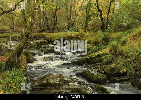 Fiume ruggente attraverso i boschi Cumbria Regno Unito Foto Stock