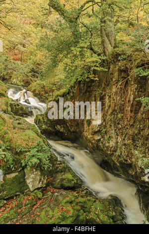 Fiume ruggente attraverso i boschi Cumbria Regno Unito Foto Stock