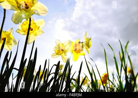 In primavera la luce del sole Foto Stock