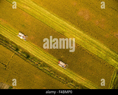 Huzhou, cinese della Provincia di Zhejiang. Xvi oct, 2015. Mietitori di riso raccolto in un campo di risone in Huzhou, est della Cina di Provincia dello Zhejiang, 16 ottobre 2015. © Xu Yu/Xinhua/Alamy Live News Foto Stock