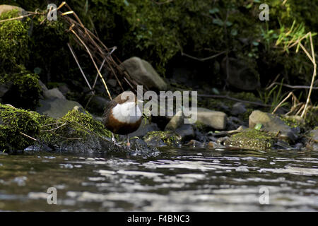 White-Throated bilanciere Foto Stock