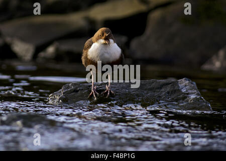 White-Throated bilanciere Foto Stock